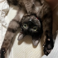 なるべく早くのご連絡お願いします。凄く甘えん坊な黒猫デス🐈‍⬛