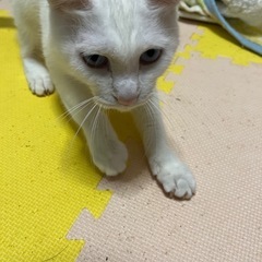 泣き虫な猫ちゃん 里親募集しております