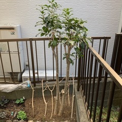 金木犀　キンモクセイ