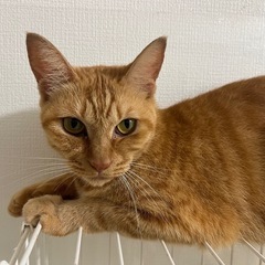 甘えん坊な猫ちゃん 里親募集しております