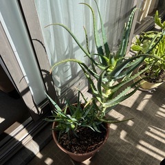 キダチアロエ