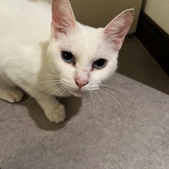 可愛い猫ちゃん 里親募集しております