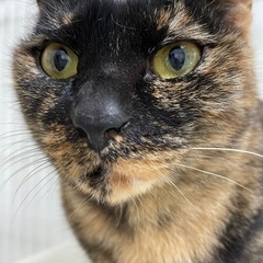 人見知りな猫ちゃん 里親募集しております
