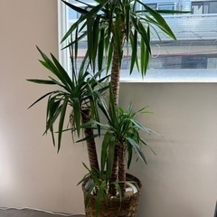 ユッカ　観葉植物