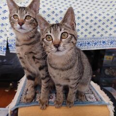 キュートな茶キジ子猫ちゃん達です。