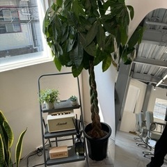 パキラ　160センチ　観葉植物