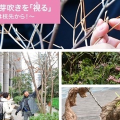 大手町であさ活！出勤前に眠気覚ましと春の発見を！