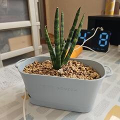 サボテン