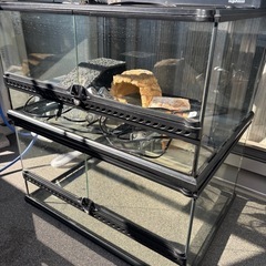 グラステラリウム 6030 中古