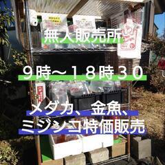 🐟️AQUAファーム無人販売所🐟️　🉐メダカ、金魚、ミジンコ養魚...