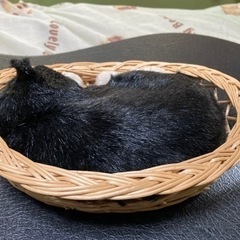 籠に入った、ハチワレ猫のぬいぐるみの置物の画像