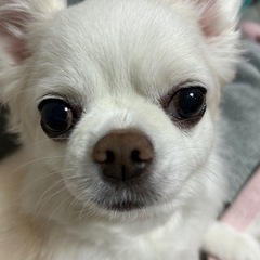 犬友達募集します。 - 新宿区