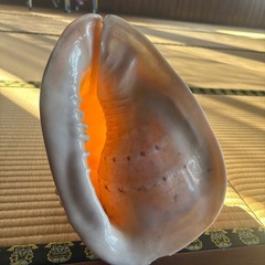 貝殻オブジェの画像