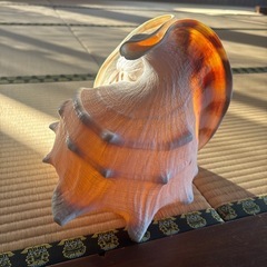 貝殻オブジェの画像