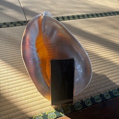 貝殻オブジェの画像