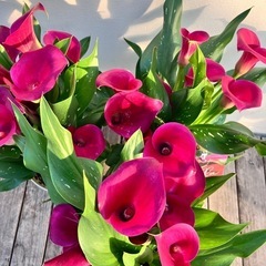 鉢花　カラー　