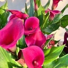 鉢花　カラー　の画像