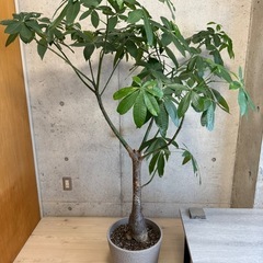 観葉植物　パキラ