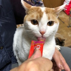 （決まりました）茶白ハクくんオス2歳