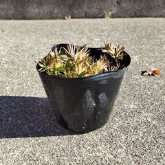 芝ざくら ピンク