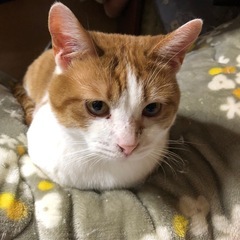 （決まりました）茶白きなこオス3歳