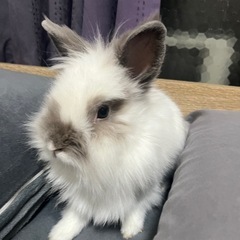 うさぎ