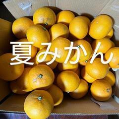 夏みかん　夏ミカン　柑橘　柑橘類　果物　くだもの