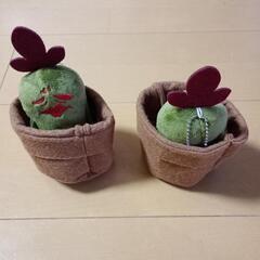 🌵ブルブルサボテン🌵の画像