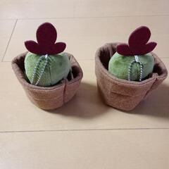 🌵ブルブルサボテン🌵の画像