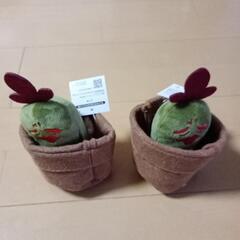 🌵ブルブルサボテン🌵の画像