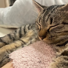 【里親募集】 キジ猫と黒猫 9ヶ月 - 猫