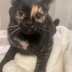 【里親募集】 キジ猫と黒猫 9ヶ月 - 長崎市