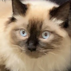 家族としてお迎えいただける方