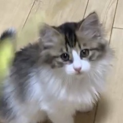 家族としてお迎えいただける方