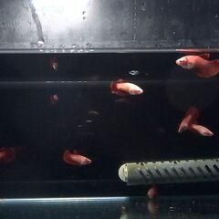 【ベタ メス】スーパーレッドハーフムーン若魚 1匹【発送可】