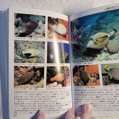  海の魚 (小学館のフィールド・ガイドシリーズ 13)の画像