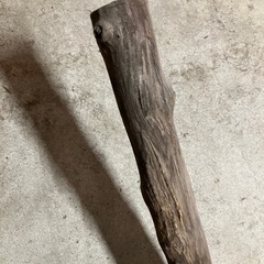 黒エンジュ木の画像