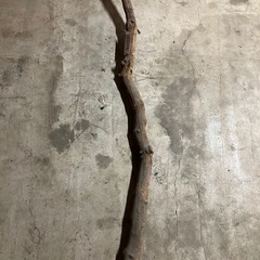 黒エンジュ木の画像