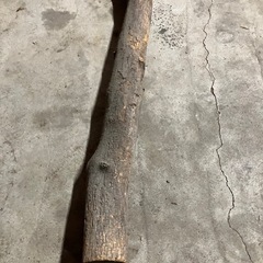 黒エンジュ木の画像