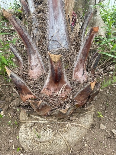 ココスヤシ 幹状綺麗