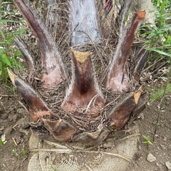 ココスヤシ 幹状綺麗