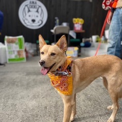 ✨🐶🍀明石市　保護犬たちの譲渡会🍀🐶✨