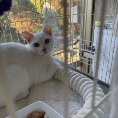 白と薄いキジトラ　とにかく可愛い - 猫