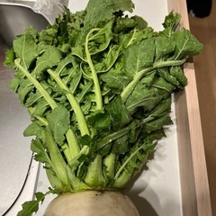 大根の葉