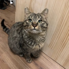 【里親決まりました】人慣れしてます。飼いやすい男の子