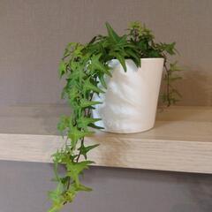 【決まりました】アイビー　観葉植物