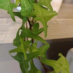 【決まりました】アイビー　観葉植物の画像