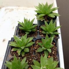多肉植物　ハオルチア