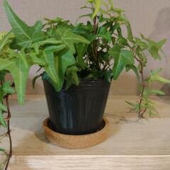 【決まりました】アイビー　観葉植物の画像