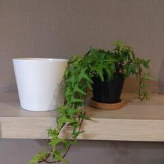 【決まりました】アイビー　観葉植物の画像